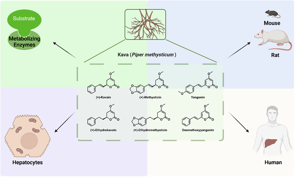 The potential of major kavalactones in modulating cytochrome P450 enzymes