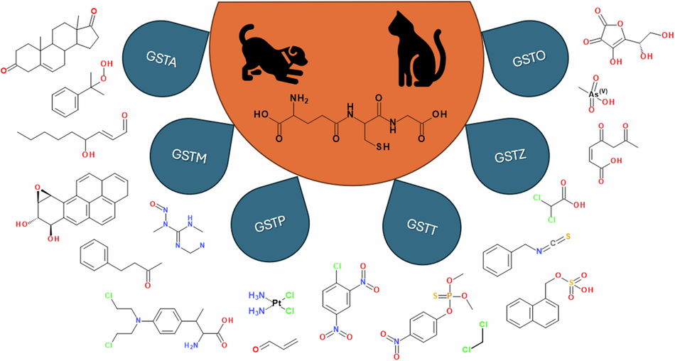 Glutathione transferases in cats and dogs: diversity, structure, and function