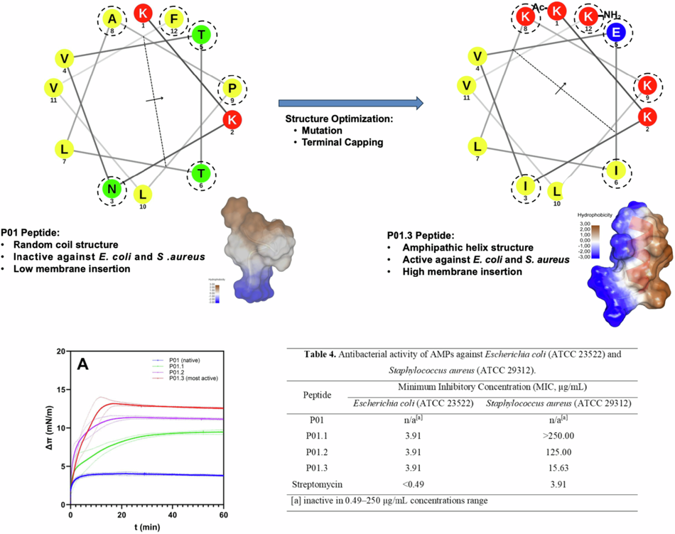 Improving conformational stability and bacterial membrane interactions of antimicrobial peptides with amphipathic helical structure