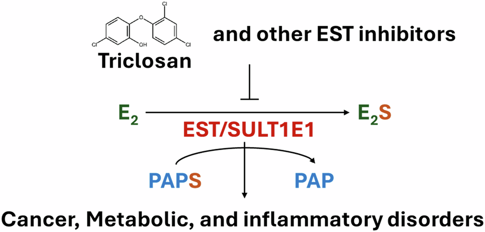 Estrogen sulfotransferase inhibitors, triclosan and beyond