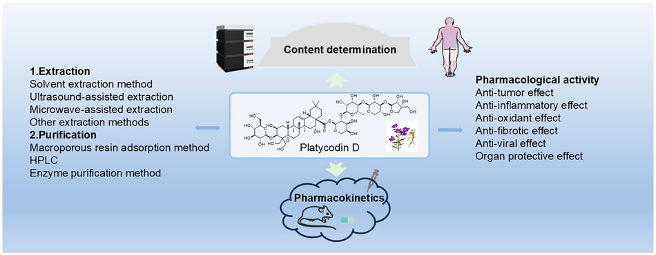 Research progress on extraction and purification, pharmacological activity, pharmacokinetics and content determination of platycodin D