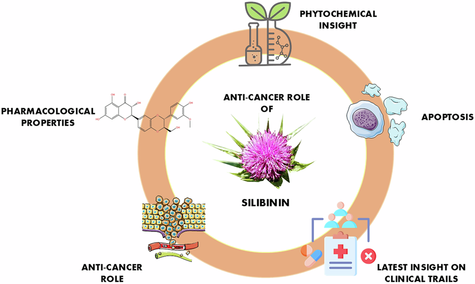 Silibinin: a natural flavonoid with multifaceted anticancer potential and therapeutic challenges