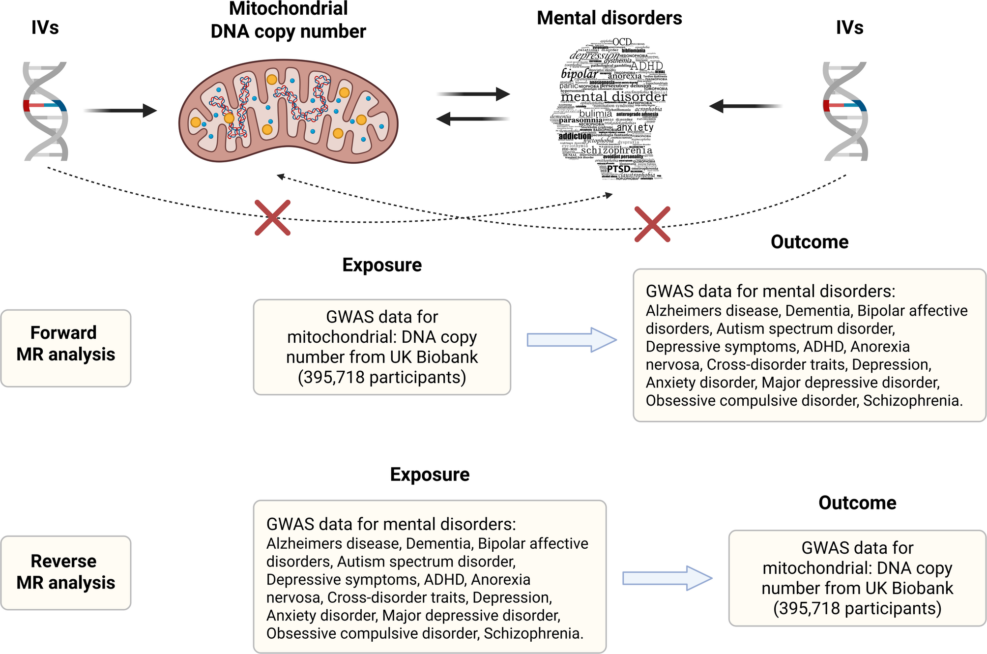 Mitochondrial dysfunction, a new marker warning of neuropsychiatric disorder risk: evidence from genetics and epidemiology