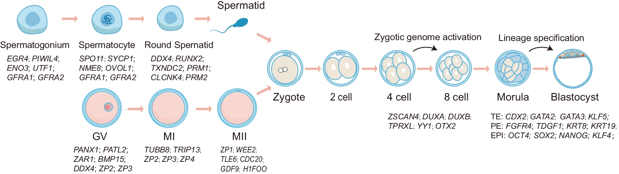 Transcriptomics empower assisted reproductive technology in decoding gamete and embryo development potential: a review
