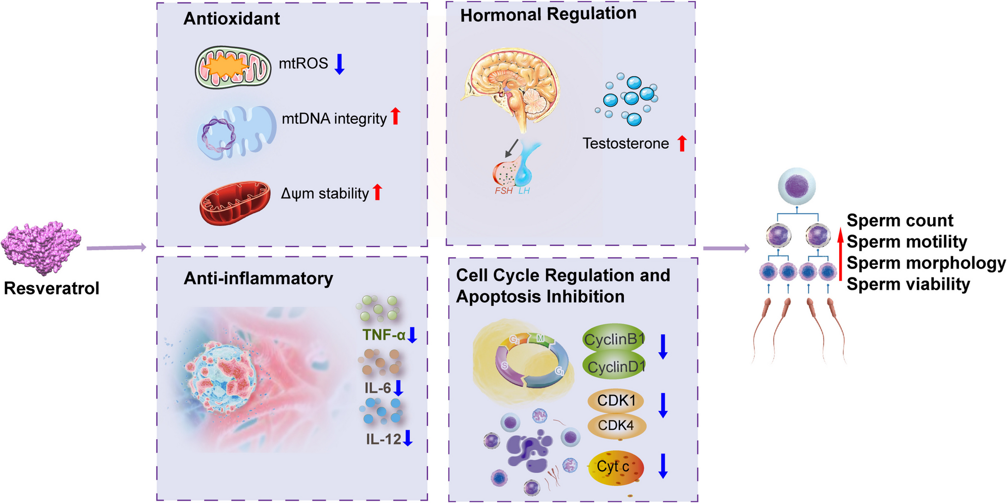 The role of resveratrol in male spermatogenesis: mechanisms and latest advances in clinical applications