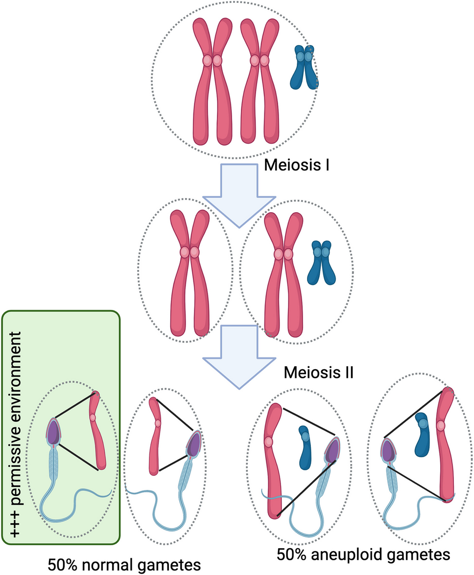 Non-mosaic Klinefelter syndrome with high sperm count: rewriting the textbooks