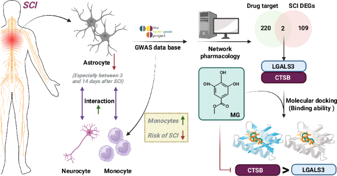 Targeting astrocyte-monocyte-neuron crosstalk in spinal cord injury: therapeutic insights from methyl gallate
