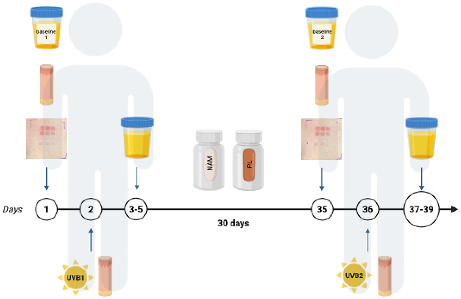 Changes in ultraviolet B radiation-induced DNA damage and erythema after oral nicotinamide and polypodium leucotomos in healthy volunteers: an intraindividual controlled trial