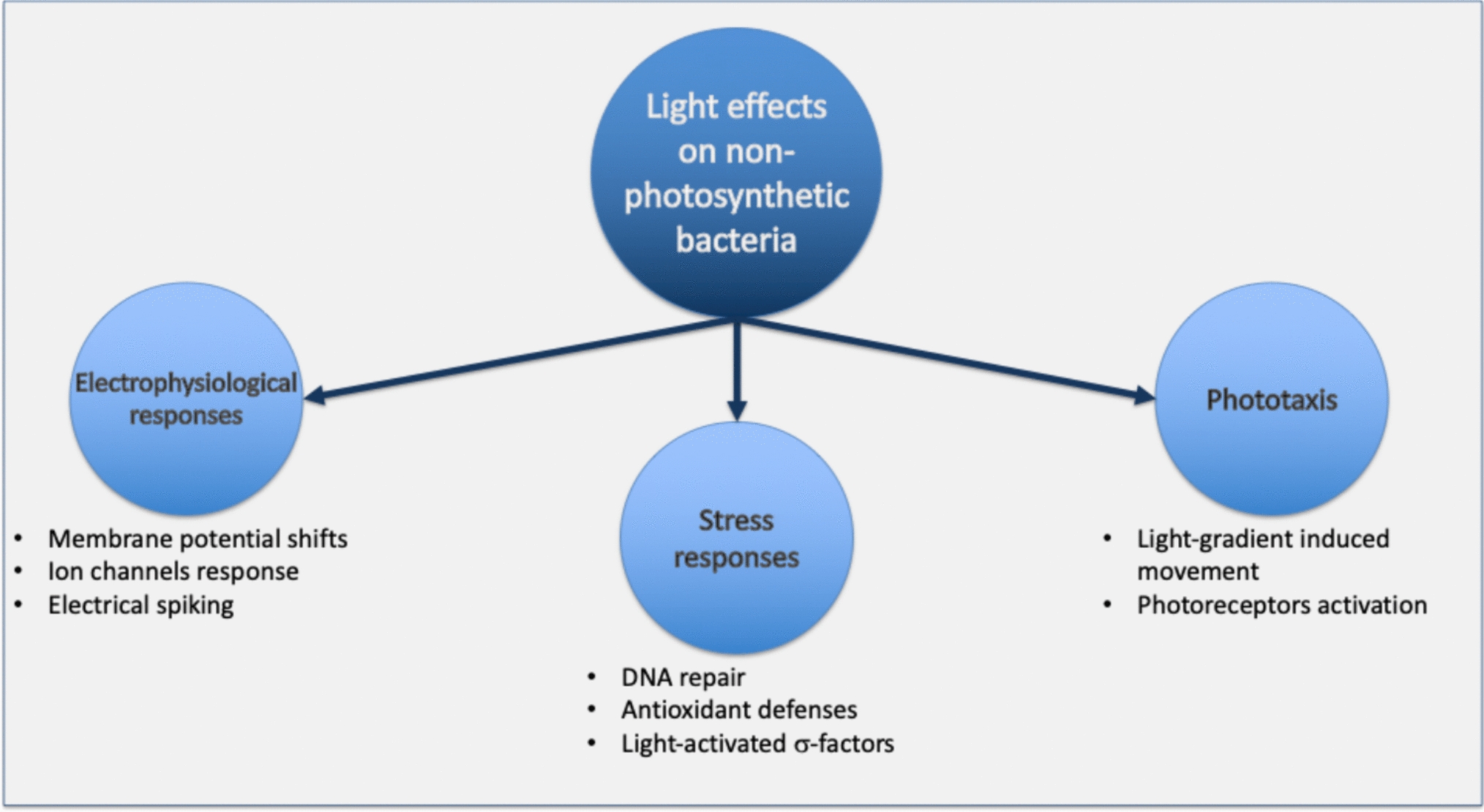 Illuminating the dark majority: photobiology of nonphotosynthetic bacteria