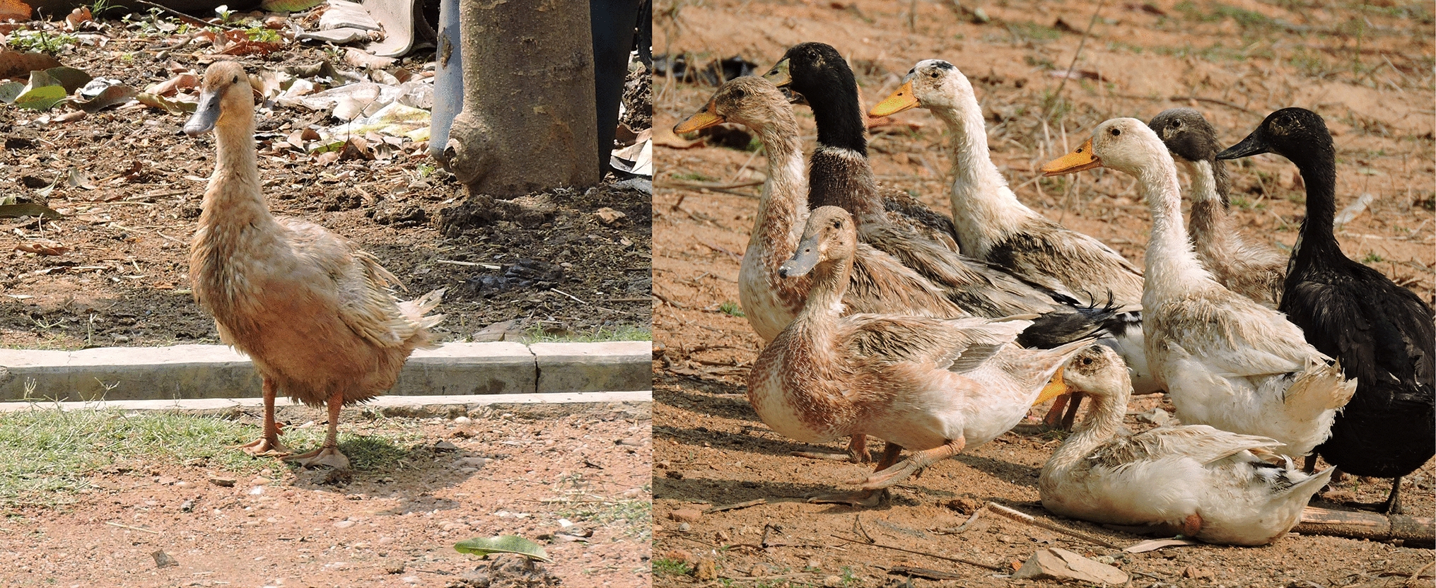Complete mitochondrial DNA genome of the Indian Chhattisgarh duck and its phylogenetic analysis