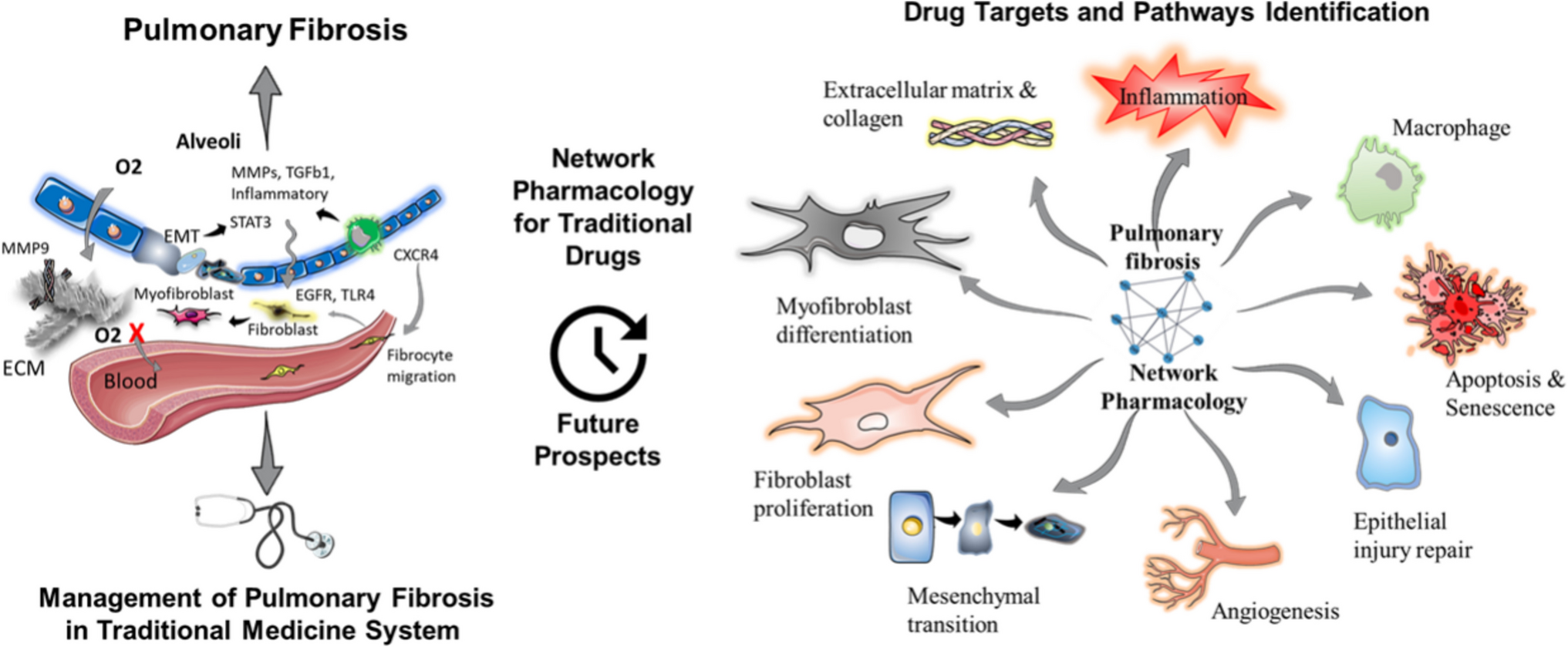 Application of Network Pharmacology in Elucidating Molecular Mechanisms of Traditional Drugs for Pulmonary Fibrosis