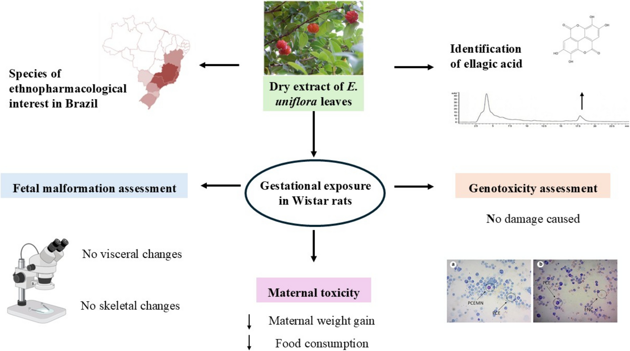 Prenatal Safety Evaluation of a Standardized Dry Extract of  Leaves: Dissociation between Maternal Toxicity and Fetal Outcomes in Wistar Rats