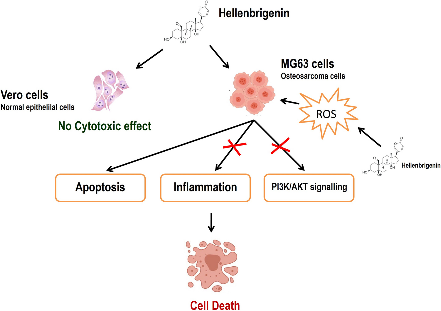 Hellebrigenin Induces Apoptosis and Inhibits PI3K/AKT-Mediated Inflammation and Metastasis in Human Osteosarcoma Cells