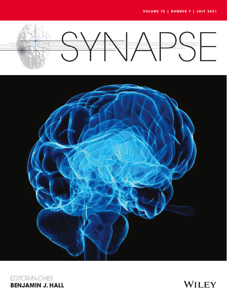 Postnatal maturation of glutamate clearance and release kinetics at the rat and mouse calyx of Held synapses