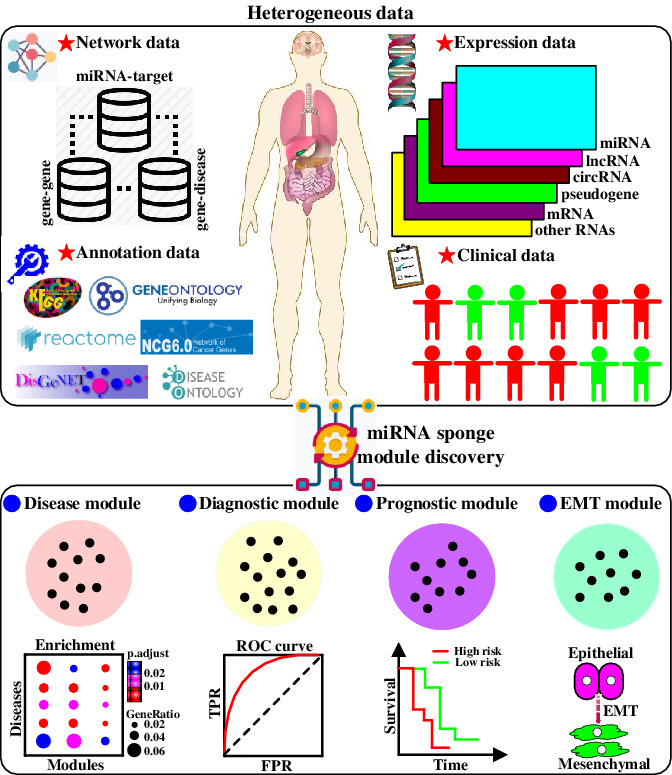 Time to infer miRNA sponge modules