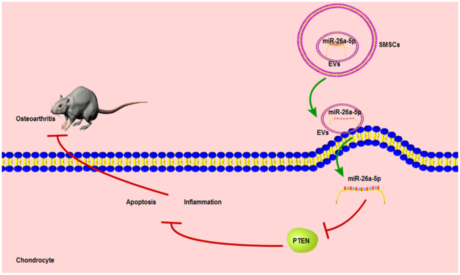 Synovial mesenchymal stem cell‐derived extracellular vesicles containing microRN555A‐26a‐5p ameliorate cartilage damage of osteoarthritis