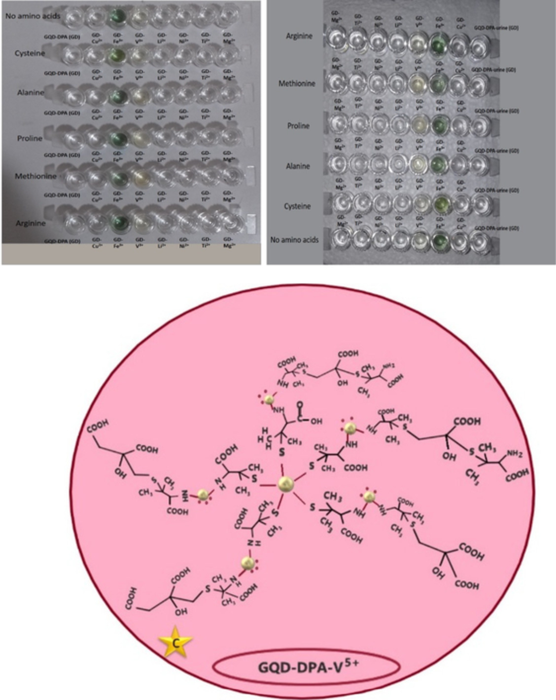 Providing multicolor plasmonic patterns with graphene quantum dots functionalized d‐penicillamine for visual recognition of V(V), Cu (II), and Fe(III): Colorimetric fingerprints of GQDs‐DPA for discriminating ions in human urine samples