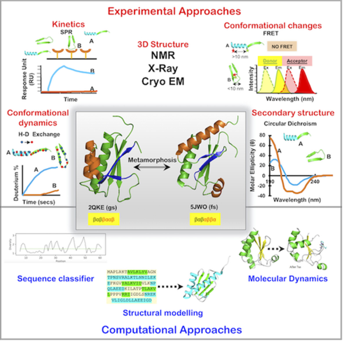 Identification and characterization of metamorphic proteins: Current and future perspectives