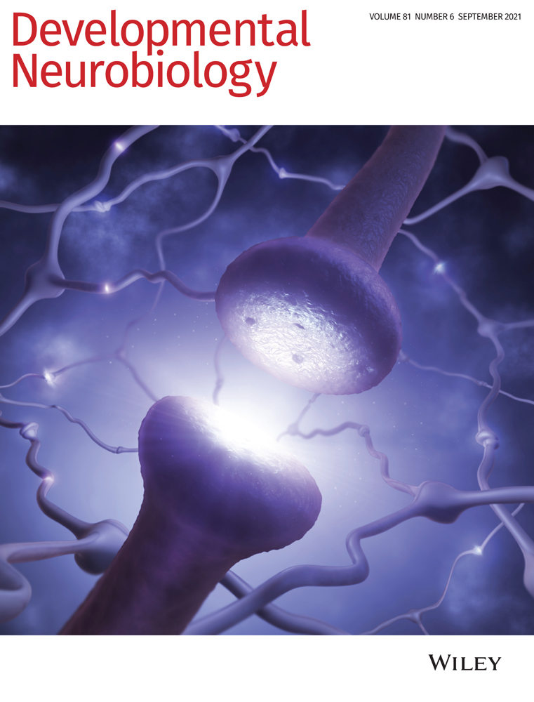 Neuronal development in the cochlea of a nonhuman primate model, the common marmoset