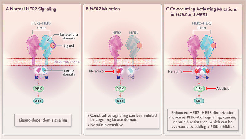 Breast Cancer, HER2 Mutations, and Overcoming Drug Resistance