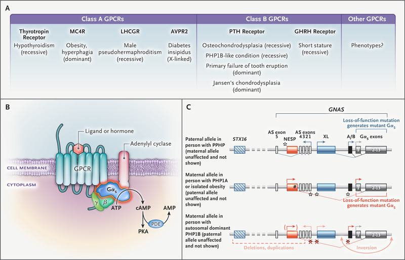 Obesity and Gαs Variants