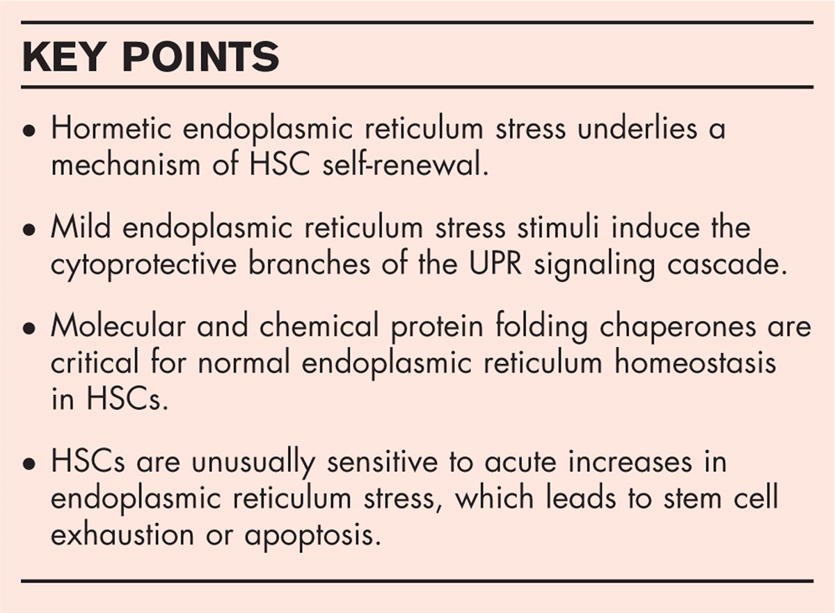 Hormetic endoplasmic reticulum stress in hematopoietic stem cells