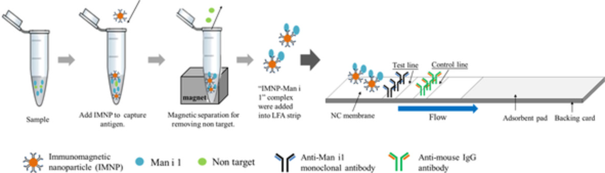 A rapid lateral flow assay using immunomagnetic nanoparticles for detecting mango allergen residues in processed foods