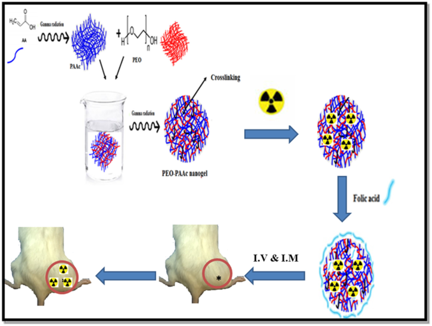 Polyethylene oxide–polyacrylic acid–folic acid (PEO‐PAAc) nanogel as a 99mTc targeting receptor for cancer diagnostic imaging