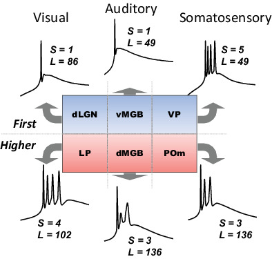 Distinct burst properties contribute to the functional diversity of thalamic nuclei