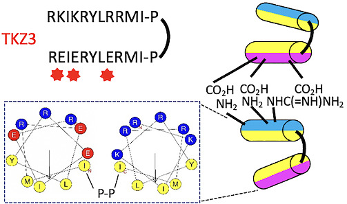 Design, synthesis, and evaluation of the self‐assembled antimicrobial peptides based on the ovalbumin‐derived peptide TK913