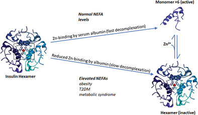 Fatty acids may influence insulin dynamics through modulation of albumin‐Zn2+ interactions