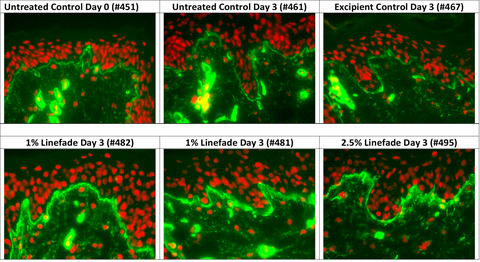 Olive leaf‐derived PPAR agonist complex induces collagen IV synthesis in human skin models