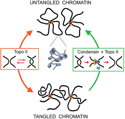 Keeping intracellular DNA untangled: A new role for condensin?