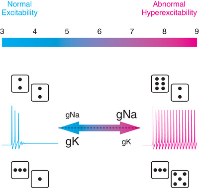 Degeneracy in the nervous system: from neuronal excitability to neural coding