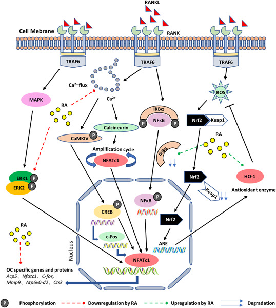 Roburic acid attenuates osteoclastogenesis and bone resorption by targeting RANKL‐induced intracellular signaling pathways