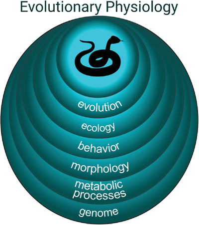 Evolutionary physiology at 30+: Has the promise been fulfilled?