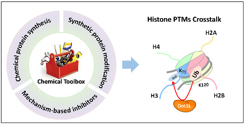 Chemical methods for studying the crosstalk between histone H2B ubiquitylation and H3 methylation