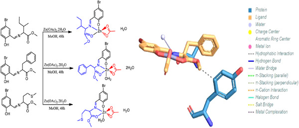 Novel amino acid Schiff base Zn(II) complexes as new therapeutic approaches in diabetes and Alzheimer's disease: Synthesis, characterization, biological evaluation, and molecular docking studies