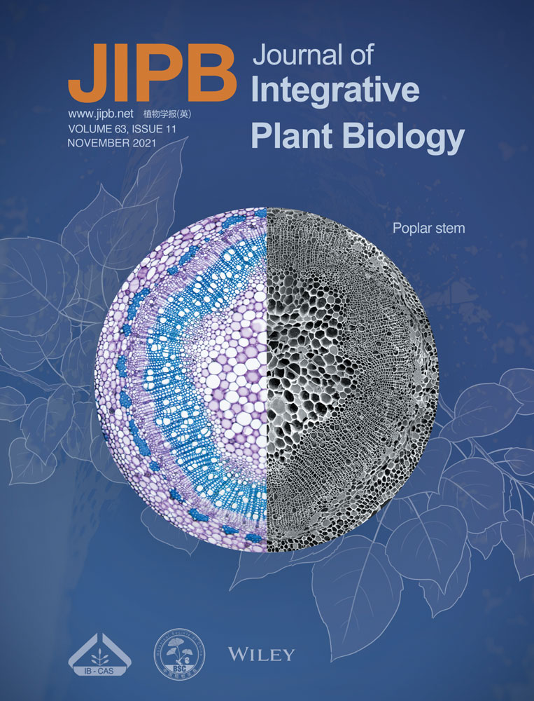 Arabidopsis F‐BOX STRESS INDUCED 4 is required to repress excessive divisions in stomatal development