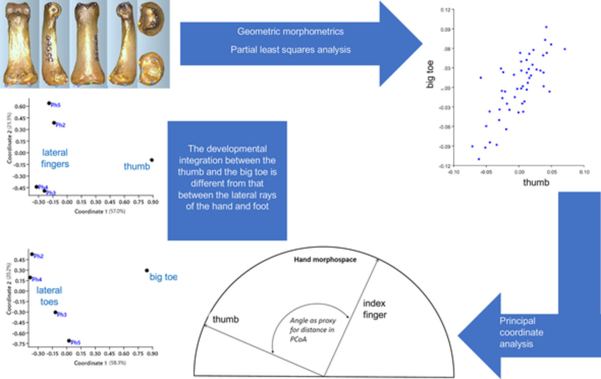 Covariation of proximal finger and toe phalanges in Homo sapiens: A novel approach to assess covariation of serially corresponding structures