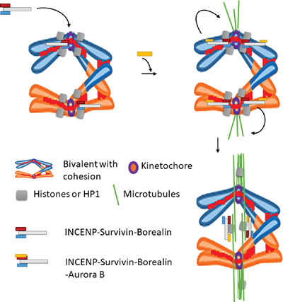 Highway to hell‐thy meiotic divisions: Chromosome passenger complex functions driven by microtubules