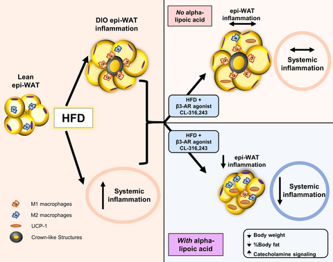 Combining a β3 adrenergic receptor agonist with alpha‐lipoic acid reduces inflammation in male mice with diet‐induced obesity