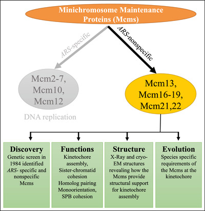 Minichromosome maintenance proteins in eukaryotic chromosome segregation