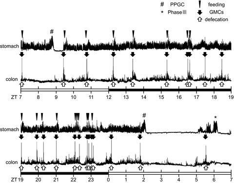 Diurnal changes of colonic motility and regulatory factors for colonic motility in Suncus murinus