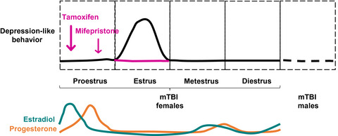 Sex and estrous‐phase dependent alterations in depression‐like behavior following mild traumatic brain injury in adolescent rats