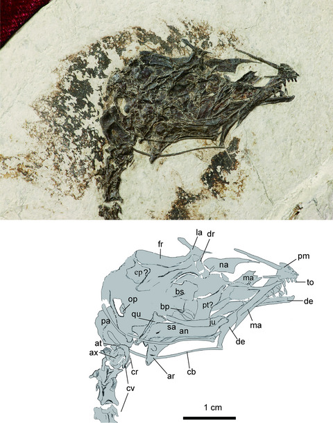 Novel evolution of a hyper‐elongated tongue in a Cretaceous enantiornithine from China and the evolution of the hyolingual apparatus and feeding in birds