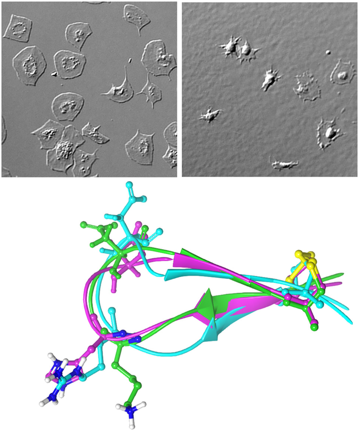 Novel disintegrin‐like peptides derived from an amphibian skin cDNA sequence of Hypsiboas punctatus