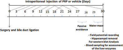 Effects of platelet‐rich plasma on the memory impairment, apoptosis, and hippocampal synaptic plasticity in a rat model of hepatic encephalopathy