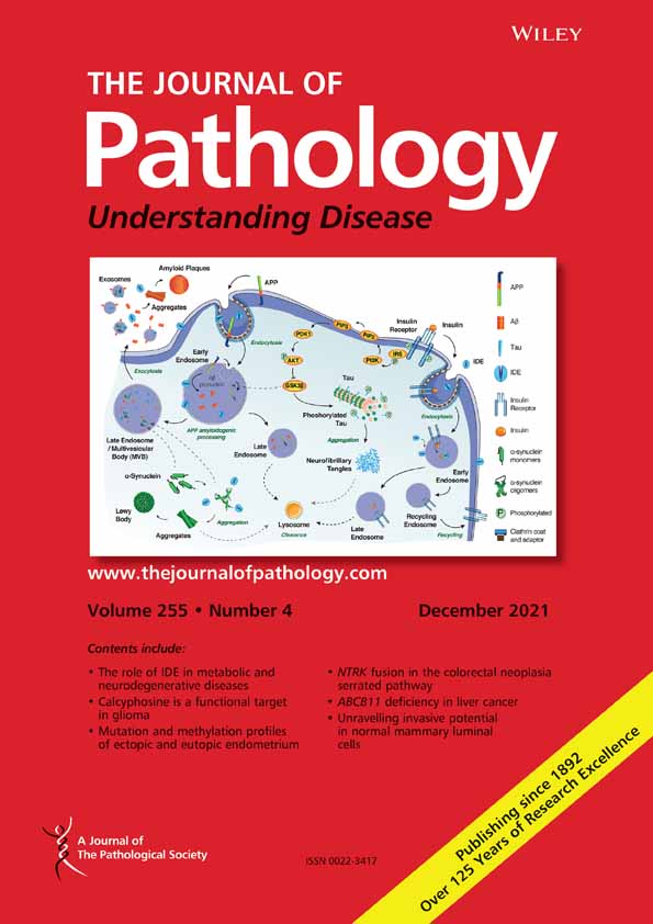 Pancancer cytotoxic T cell trapping: Are neutrophil extracellular traps a viable biomarker for immunotherapy response?†