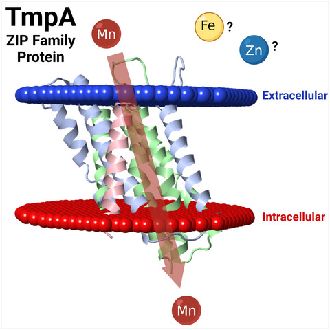 Contribution of a ZIP‐family protein to manganese uptake and infective endocarditis virulence in Streptococcus sanguinis